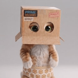 cat-wif-box-image