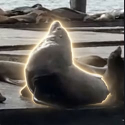 chonkers-image