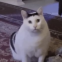 huhcat-image