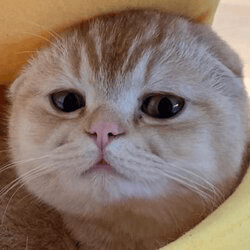 taocat-by-virtuals-image
