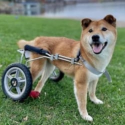 wheelchair-pup-image