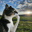 thinking-cat